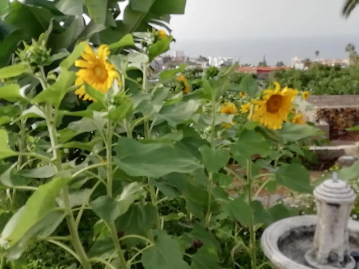 Apartamento Glorieta Casa inmersa en un entorno natural Puerto de la Cruz